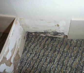 Carpet Mould Removal Preston Lower