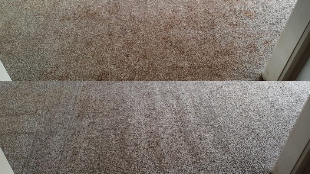 Carpet Clean And Sanitized